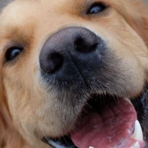 Meet your Posher, Maverick